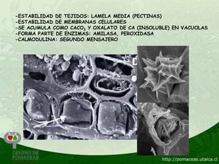 -ESTABILIDAD DE TEJIDOS: LAMELA MEDIA (PECTINAS)
-ESTABILIDAD DE MEMBRANAS CELULARES
-SE ACUMULA COMO CACO3 Y OXALATO DE CA (INSOLUBLE) EN VACUOLAS
-FORMA PARTE DE ENZIMAS: AMILASA, PEROXIDASA
-CALMODULINA: SEGUNDO MENSAJERO
 