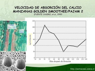 VELOCIDAD DE ABSORCIÓN DEL CALCIO
MANZANAS GOLDEN SMOOTHEE/PAJAM 2
                          (FUENTE: CASERO, et al., 1999)




        mg Ca/fruto-día
 