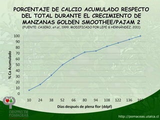 PORCENTAJE DE CALCIO ACUMULADO RESPECTO
  DEL TOTAL DURANTE EL CRECIMIENTO DE
   MANZANAS GOLDEN SMOOTHEE/PAJAM 2
  (FUENTE: CASERO, et al., 1999, MODIFICADO POR LEPE & HERNÁNDEZ. 2011)
 