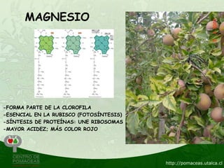 MAGNESIO




-FORMA PARTE DE LA CLOROFILA
-ESENCIAL EN LA RUBISCO (FOTOSÍNTESIS)
-SÍNTESIS DE PROTEÍNAS: UNE RIBOSOMAS
-MAYOR ACIDEZ; MÁS COLOR ROJO
 