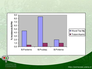 9,0
                      8,0
                      7,0
% Incidencia B.Pitt




                      6,0
                      5,0
                                                                     Wuxal Top Mg
                      4,0
                                                                     Tratam.Huerto
                      3,0
                      2,0
                      1,0
                      0,0
                            B.P externo   B.P subep.   B.P interna
 