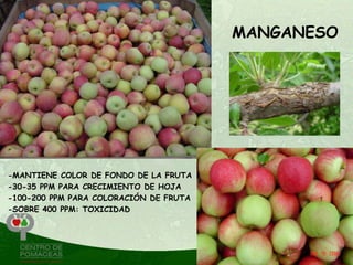 MANGANESO




-MANTIENE COLOR DE FONDO DE LA FRUTA
-30-35 PPM PARA CRECIMIENTO DE HOJA
-100-200 PPM PARA COLORACIÓN DE FRUTA
-SOBRE 400 PPM: TOXICIDAD
 