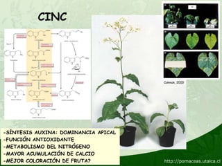CINC




                                      Cakmak, 2000




-SÍNTESIS AUXINA: DOMINANCIA APICAL
-FUNCIÓN ANTIOXIDANTE
-METABOLISMO DEL NITRÓGENO
-MAYOR ACUMULACIÓN DE CALCIO
-MEJOR COLORACIÓN DE FRUTA?
 