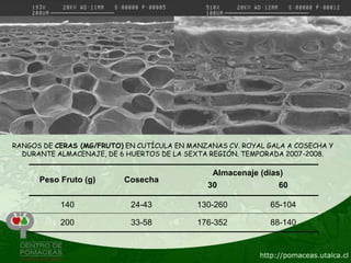 RANGOS DE CERAS (MG/FRUTO) EN CUTÍCULA EN MANZANAS CV. ROYAL GALA A COSECHA Y
  DURANTE ALMACENAJE, DE 6 HUERTOS DE LA SEXTA REGIÓN. TEMPORADA 2007-2008.

                                               Almacenaje (días)
      Peso Fruto (g)      Cosecha
                                              30               60

           140              24-43           130-260          65-104

           200              33-58           176-352          88-140
 