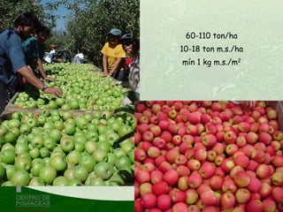 60-110 ton/ha
10-18 ton m.s./ha
mín 1 kg m.s./m2
 