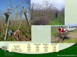 Fuji   Royal Gala   Braeburn   Red Chief
   kg / planta       5,44      3,99         3,79       1,12
     kg / há         6.800     4.988      4738,00     1.400
 Nº plantas / há     1.250     1.250        1250      1.250
Perímetro / planta   33,18     35,39       32,60      35,55
 