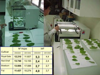 Nº Hojas                   IAF
Cultivar     2000/2001   2001/2002   2000/2001   2001/2002

Royal Gala   12.210      11.607       5,3          4,4
Red Chief    13.740      13.155       2,4          2,4

Braeburn     13.806      17.088       2,7          2,7

Fuji         11.437      10.274       4,0          3,7
 