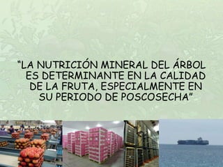 “LA NUTRICIÓN MINERAL DEL ÁRBOL
  ES DETERMINANTE EN LA CALIDAD
   DE LA FRUTA, ESPECIALMENTE EN
    SU PERIODO DE POSCOSECHA”
 