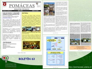 BOLETÍN 63
 