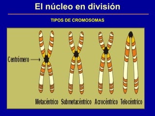 El núcleo en división TIPOS DE CROMOSOMAS 