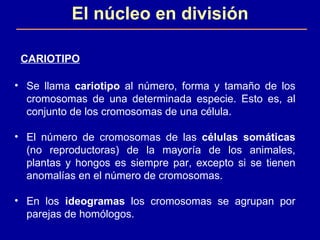El núcleo en división CARIOTIPO Se llama  cariotipo  al número, forma y tamaño de los cromosomas de una determinada especie. Esto es, al conjunto de los cromosomas de una célula. El número de cromosomas de las  células   somáticas  (no reproductoras) de la mayoría de los animales, plantas y hongos es siempre par, excepto si se tienen anomalías en el número de cromosomas. En los  ideogramas  los cromosomas se agrupan por parejas de homólogos.  