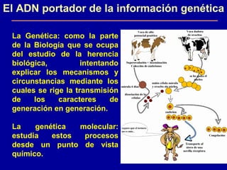 El ADN portador de la información genética La Genética: como la parte de la Biología que se ocupa del estudio de la herencia biológica, intentando explicar los mecanismos y circunstancias mediante los cuales se rige la transmisión de los caracteres de generación en generación.  La genética molecular: estudia estos procesos desde un punto de vista químico. 