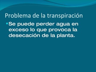 Problema de la transpiración Se puede perder agua en exceso lo que provoca la desecación de la planta. 