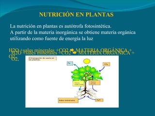 NUTRICIÓN EN PLANTAS La nutrición en plantas es autótrofa fotosintética. A partir de la materia inorgánica se obtiene materia orgánica utilizando como fuente de energía la luz H2O +sales minerales +CO2    MATERIA ORGÁNICA + O2 . H2O +sales minerales +CO2    MATERIA ORGÁNICA + O2 . H2O +sales minerales +CO2    MATERIA ORGÁNICA + O2 . 