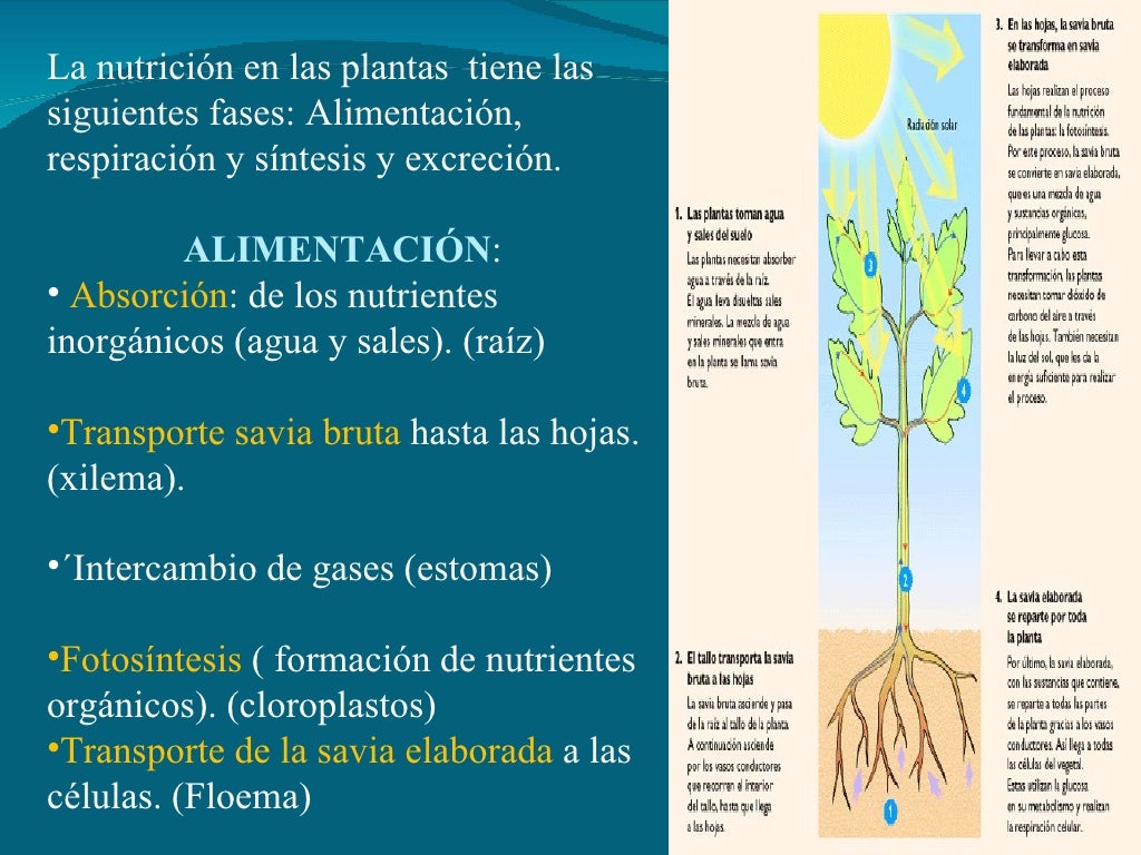NutricióN Plantas NutricióN Plantas