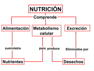 NUTRICIÓN
Alimentación Metabolismo
celular
Excreción
Comprende
Nutrientes
suministra para Eliminados por
Desechos
produce
 