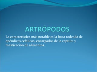 La característica más notable es la boca rodeada de
apéndices cefálicos, encargados de la captura y
masticación de alimentos.
 