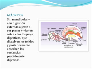 ARÁCNIDOS
Sin mandíbulas y
con digestión
externa: sujetan a
sus presas y vierten
sobre ellas los jugos
digestivos, que
disuelven los tejidos
y posteriormente
absorben las
sustancias
parcialmente
digeridas.
 