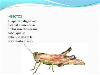 INSECTOS
El aparato digestivo
o canal alimenticio
de los insectos es un
tubo, que se
extiende desde la
boca hasta el ano
 