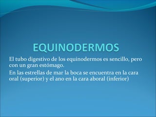 El tubo digestivo de los equinodermos es sencillo, pero
con un gran estómago.
En las estrellas de mar la boca se encuentra en la cara
oral (superior) y el ano en la cara aboral (inferior)
 
