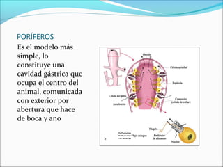 PORÍFEROS
Es el modelo más
simple, lo
constituye una
cavidad gástrica que
ocupa el centro del
animal, comunicada
con exterior por
abertura que hace
de boca y ano
 