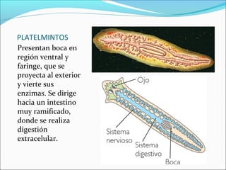PLATELMINTOS
Presentan boca en
región ventral y
faringe, que se
proyecta al exterior
y vierte sus
enzimas. Se dirige
hacia un intestino
muy ramificado,
donde se realiza
digestión
extracelular.
 