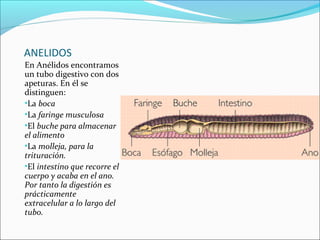 ANELIDOS
En Anélidos encontramos
un tubo digestivo con dos
apeturas. En él se
distinguen:
•La boca
•La faringe musculosa
•El buche para almacenar
el alimento
•La molleja, para la
trituración.
•El intestino que recorre el
cuerpo y acaba en el ano.
Por tanto la digestión es
prácticamente
extracelular a lo largo del
tubo.
 
