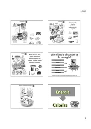 2/5/12	
  




Pan,	
  arroz,	
  arepas,	
  pasta,	
  papa,	
  galletas,	
  cereales,	
  
                       granos	
  y	
  frutas.	
  




                                            Aceite de maíz, oliva,
                                              girasol, margarina,
                                            mayonesa, aguacate,
                                                                                            CARBOHIDRATOS
                                          cremas, pasteles, dulces
                                             y helados cremosos.                                     GLUCOSA


                                                                                                   PROTEÍNAS

                                                                                                                                                                                          ENERGÍA
                                                                                               AMINOÁCIDOS
                                                                                                                                                                                            ATP
                                                                                                      GRASAS

                                                                                             ACIDOS GRASOS


                                                                             	
  Anita	
  Bean.	
  La	
  guía	
  completa	
  de	
  la	
  nutrición	
  del	
  depor:sta.	
  2da	
  Edición.	
  Editorial	
  Paidotribo.	
  2002	
  




                                                                                                                                                                                                                                            3	
  
 