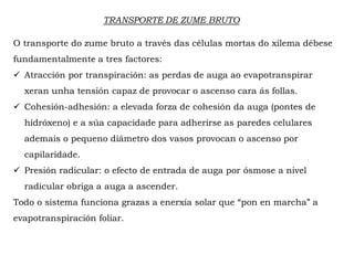 TRANSPORTE DE ZUME BRUTO
O transporte do zume bruto a través das células mortas do xilema débese
fundamentalmente a tres factores:
Atracción por transpiración: as perdas de auga ao evapotranspirar xeran
unha tensión capaz de provocar o ascenso cara ás follas.
Cohesión-adhesión: a elevada forza de cohesión da auga (pontes de
hidróxeno) e a súa capacidade para adherirse as paredes celulares
ademais o pequeno diámetro dos vasos provocan o ascenso por
capilaridade.
Presión radicular: o efecto de entrada de auga por ósmose a nivel
radicular obriga a auga a ascender.
Todo o sistema funciona grazas a enerxía solar que “pon en marcha” a
evapotranspiración foliar.
 