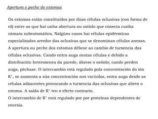 Apertura e peche de estomas
Os estomas están constituídos por dúas células oclusivas (con forma de
ril) entre as que hai unha abertura ou ostíolo que conecta cunha
cámara subestomática. Nalgúns casos hai células epidérmicas
especializadas arredor das oclusivas que se denominan células anexas.
A apertura ou peche dos estomas débese ao cambio de turxencia das
células oclusivas. Cando entra auga nestas células e debido a
distribución heteroxenea da parede, ábrese o ostíolo; cando perden
auga, péchase. O intercambio está regulado pola concentración do ión
K+, se aumenta a súa concentración nos vacúolos, entra auga desde as
células adxacentes provocando a turxencia das oclusivas que abren o
estoma. A saída de K+ ten o efecto contrario.
O intercambio de K+ está regulado por por proteínas dependentes de
enerxía.
 