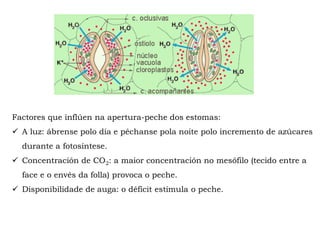 Factores que inflúen na apertura-peche dos estomas:
A luz: ábrense polo día e péchanse pola noite polo incremento de azúcares
durante a fotosíntese.
Concentración de CO2: a maior concentración no mesófilo (tecido entre a
face e o envés da folla) provoca o peche.
Disponibilidade de auga: o déficit estimula o peche.
 