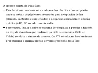 O proceso consta de dúas fases:
Fase luminosa, realízase na membrana dos tilacoides do cloroplasto onde
se atopan os pigmentos necesarios para a captación de luz (clorofila,
xantofilas e carotenos) e a súa transformación en enerxía química (ATP). Só
sucede durante o día.
Fase escura, lévase a cabo no estroma do cloroplasto e permite a fixación
do CO2 da atmosfera que mediante un ciclo de reaccións (Ciclo de Calvin)
que conduce a síntese de azucres. Os ATP xerados na fase luminosa
proporcionan a enerxía precisa de varias reaccións desta fase.
 