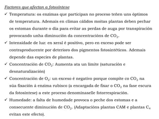 Factores que afectan a fotosíntese
Temperatura: os enzimas que participan no proceso teñen uns óptimos de
temperatura. Ademais en climas cálidos moitas plantas deben pechar os
estomas durante o día para evitar as perdas de auga por transpiración
provocando unha diminución da concentracións de CO2.
Intensidade de luz: en xeral é positivo, pero en exceso pode ser
contraproducente por deterioro dos pigmentos fotosintéticos. Ademais
depende das especies de plantas.
Concentración de CO2: Aumenta ata un límite (saturación e
desnaturalización)
Concentración de O2: un exceso é negativo porque compite co CO2 na súa
fixación á enzima rubisco (a encargada de fixar o CO2 na fase escura da
fotosíntese) a este proceso denomínaselle fotorrespiración.
Humedade: a falta de humedade provoca o peche dos estomas e a
consecuente diminución de CO2. (Adaptacións plantas CAM e plantas C4
evitan este efecto).
 