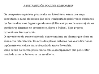 A DISTRIBUCIÓN DO ZUME ELABORADO
Os compostos orgánicos producidos na fotosíntese xunto coa auga
constitúen o zume elaborado que será transportado polos vasos liberianos
do floema dende os órganos produtores (follas e órganos de reserva) ata os
sumidoiros (órganos en crecemento, flores e froitos). Este proceso
denomínase translocación.
O movemento do zume elaborado non é contínuo en plantas que viven en
zonas con estación fría. Os ocos das placas cribosas dos vasos liberianos
tapónanse con calosa ata a chegada da época favorable.
Cada célula do floema posúe unha célula acompañante que pode estar
asociada a unha fonte ou a un sumidoiro.
 