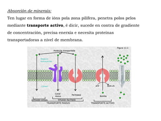 Absorción de minerais:
Ten lugar en forma de ións pola zona pilífera, penetra polos pelos
mediante transporte activo, é dicir, sucede en contra de gradiente
de concentración, precisa enerxía e necesita proteínas
transportadoras a nivel de membrana.
 