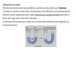 Absorción de auga:
Prodúcese tamén pola zona pilífera, penetra polos pelos por ósmose.
A ósmose sucede cando dúas disolucións con diferente concentración de
solutos están separadas por unha membrana semipermeable (permite o
paso da auga, pero non dos solutos).
A ósmose determina que auga irá na dirección axeitada para igualar as
concentracións.
 