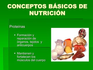 CONCEPTOS BÁSICOS DE
NUTRICIÓN
Proteínas
 Formación y
reparación de
órganos, tejidos y
anticuerpos
 Mantienen y
fortalecen los
músculos del cuerpo
 