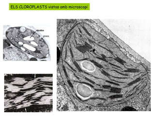 ELS CLOROPLASTS vistos amb microscopi 