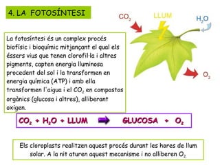 4. LA  FOTOSÍNTESI CO 2  + H 2 O + LLUM  GLUCOSA  +  O 2 Els cloroplasts realitzen aquest procés durant les hores de llum solar. A la nit aturen aquest mecanisme i no alliberen O 2. La fotosíntesi és un complex procés biofísic i bioquímic mitjançant el qual els éssers vius que tenen clorofil·la i altres pigments, capten energia lluminosa procedent del sol i la transformen en energia química (ATP) i amb ella transformen l'aigua i el CO 2  en compostos orgànics (glucosa i altres), alliberant oxigen.  