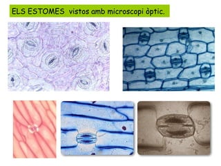 ELS ESTOMES  vistos amb microscopi òptic. 