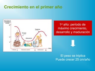 1er
año: período de
máximo crecimiento,
desarrollo y maduración
El peso se triplica
Puede crecer 25 cm/año
Crecimiento en el primer año
 