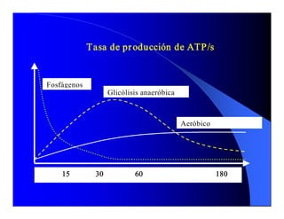 Tasa de pr oducción de ATP/s 


Fosfágenos 
                        Glicólisis anaeróbica 



                                                         Aeróbico




    15             30                60                                     180 
 