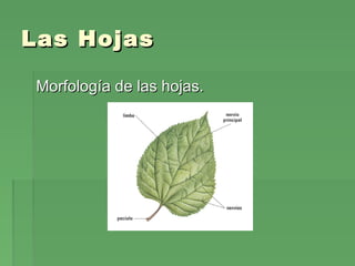 Las HojasLas Hojas
Morfología de las hojas.Morfología de las hojas.
 