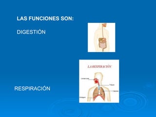 LAS FUNCIONES SON:   DIGESTIÓN RESPIRACIÓN 
