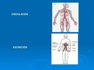 CIRCULACIÓN EXCRECIÓN 