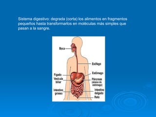 Sistema digestivo: degrada (corta) los alimentos en fragmentos pequeños hasta transformarlos en moléculas más simples que pasan a la sangre. 