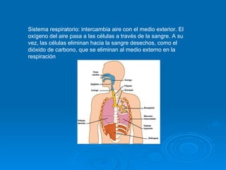 Sistema respiratorio: intercambia aire con el medio exterior. El oxígeno del aire pasa a las células a través de la sangre. A su vez, las células eliminan hacia la sangre desechos, como el dióxido de carbono, que se eliminan al medio externo en la respiración  