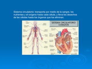 Sistema circulatorio: transporta por medio de la sangre, los nutrientes y el oxígeno hasta cada célula, y lleva los desechos de las células hasta los órganos que los eliminan.  