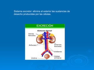 Sistema excretor: elimina al exterior las sustancias de desecho producidas por las células. 