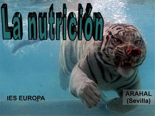 IES EUROPA ARAHAL (Sevilla) La función de nutrición 